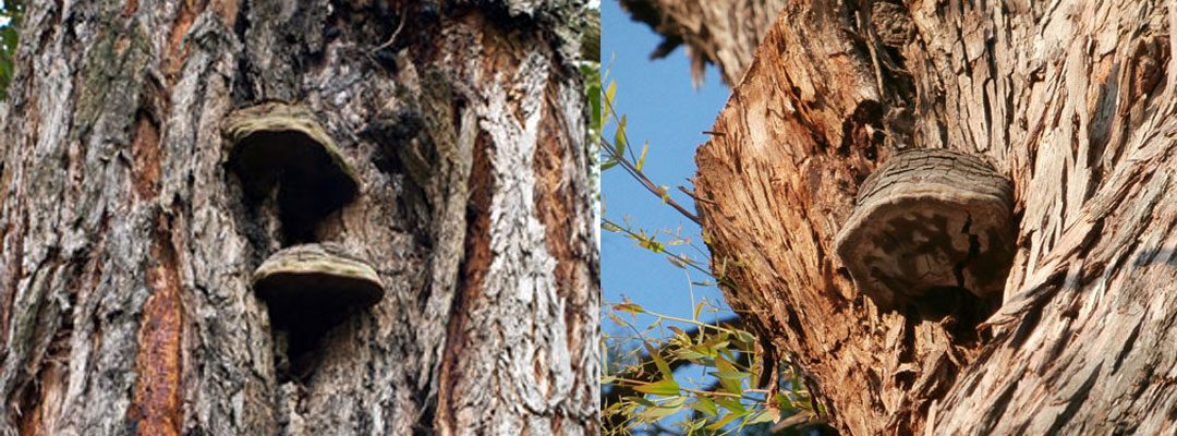 Decay causing fungi